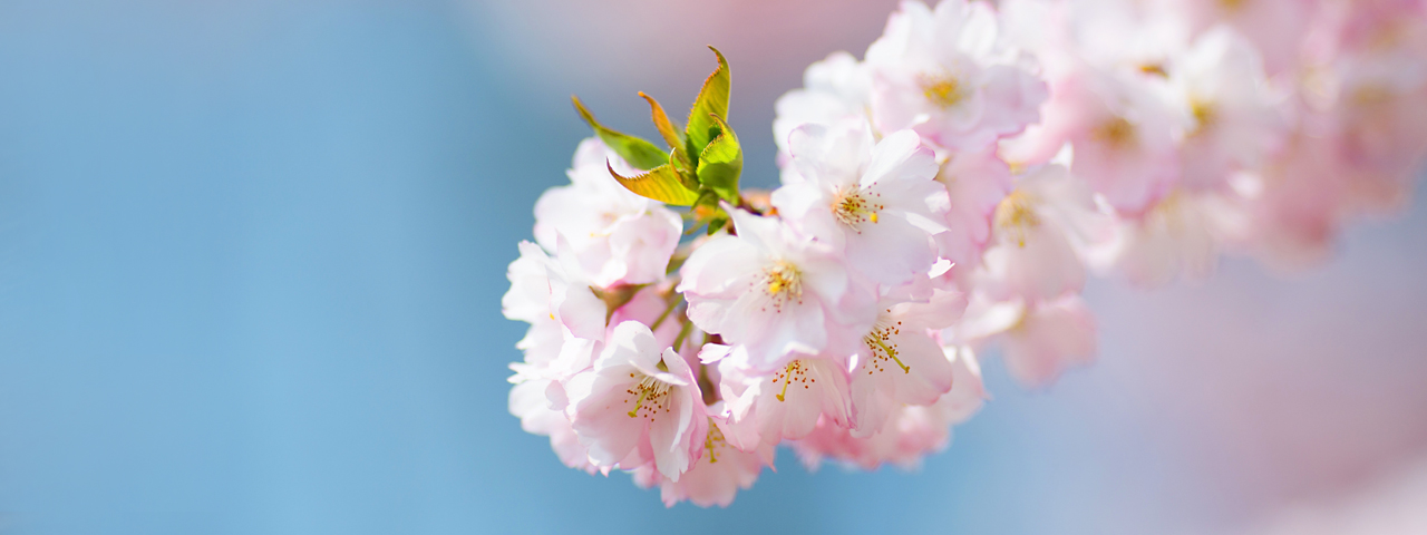 Pink-Flower-Blossom-1280-x-480