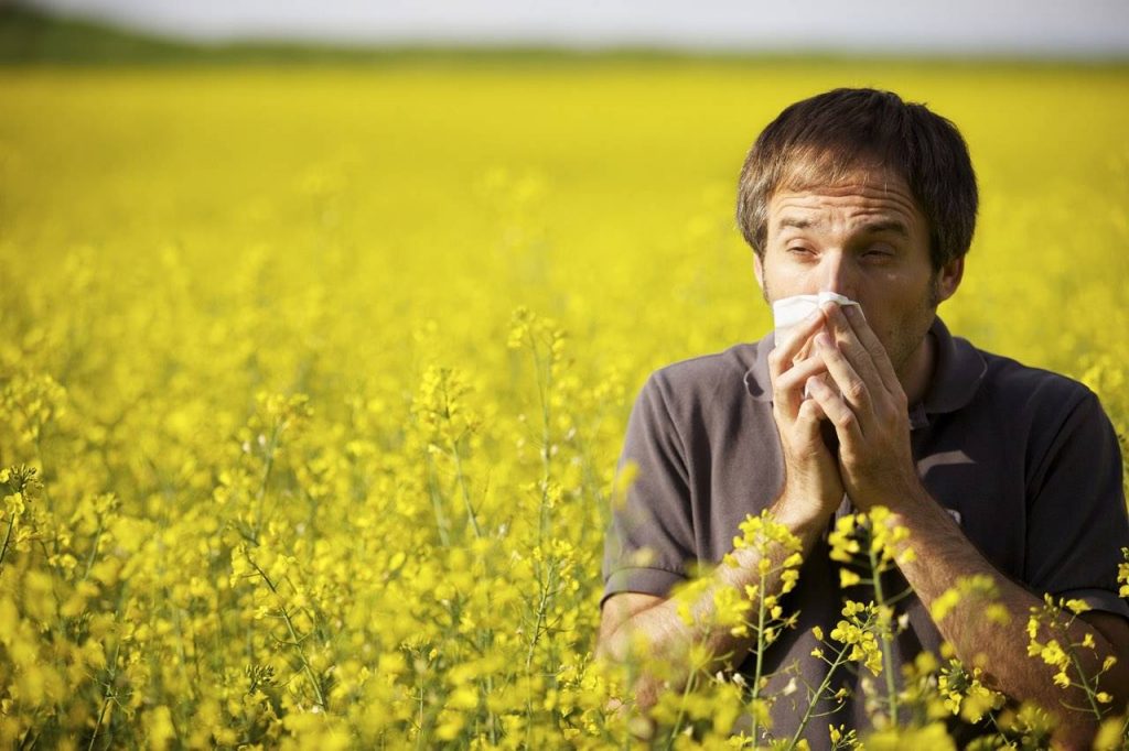 allergy rape seed field male sneeze