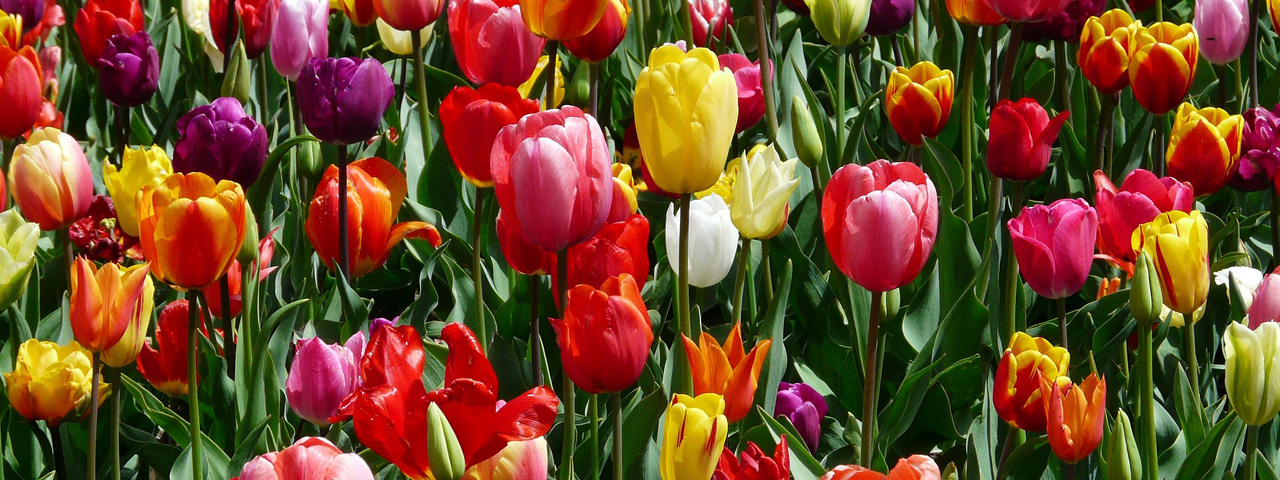 Bright-Colored-Tulips-1280x480
