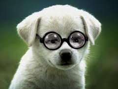 glasses for people and puppies