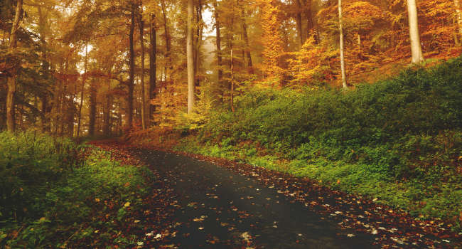 Color-blind-forest-road-eye-care-650x350