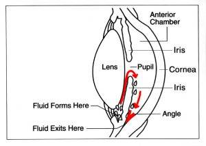 Eye diagram showing fluid exits