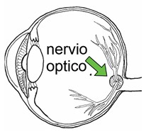 nervio optico