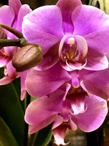 Moth Orchid in St. Louis and St. Charles, MO