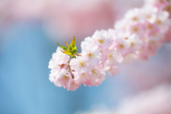 Pink Flower Blossom 1280 x 853