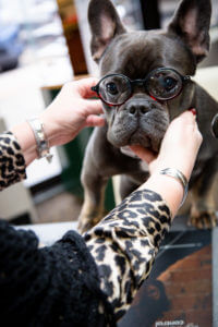Dr. Mondo's Dog wearing glasses