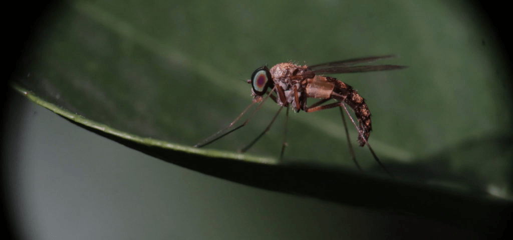 mosquito 640×350 1.png