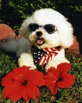 dog in sunglasses imgallamericanbabe