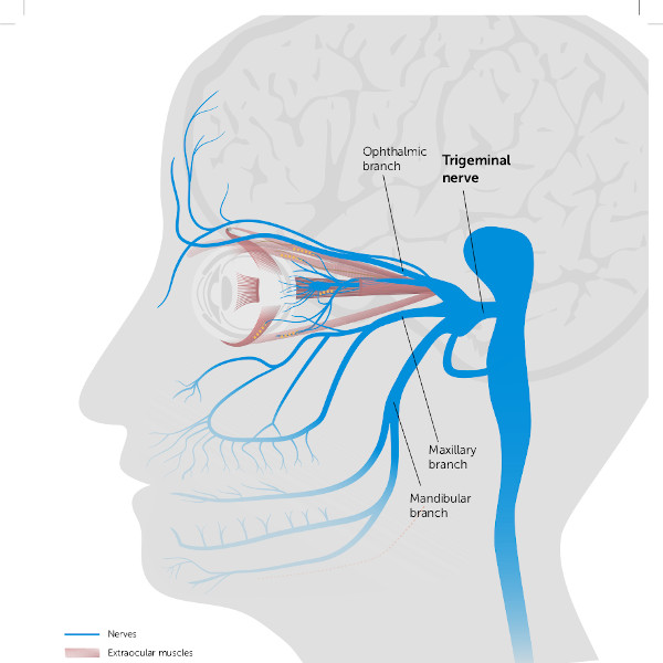 Trigeminal Nerve Graphic tn