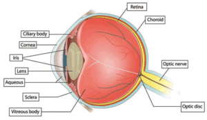 eye anatomy 2012 650