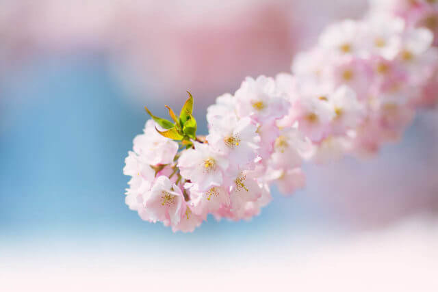 Pink Flower Blossom 1.jpg