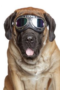 safety goggle dog 200×300