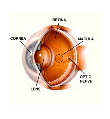 diagram of macula and retina