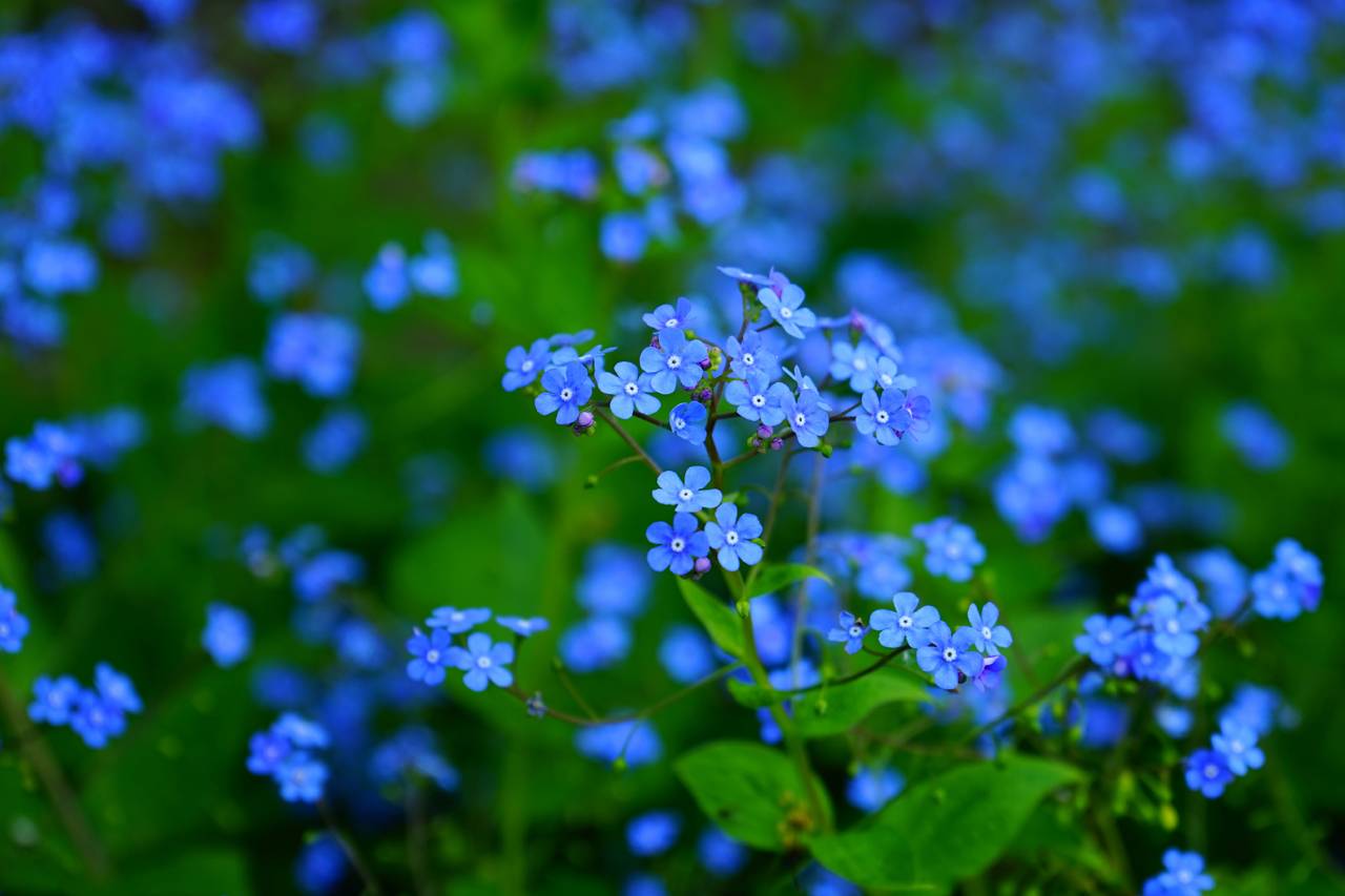 Forget-Me-Not-Flowers-1280x853