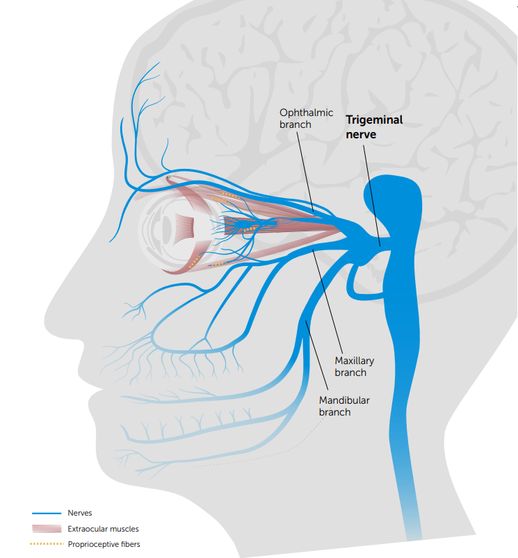 Neuro lens Trigeminal Nerve Graphic