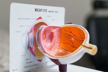 model interior of eye