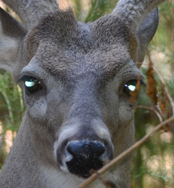 deer pupils