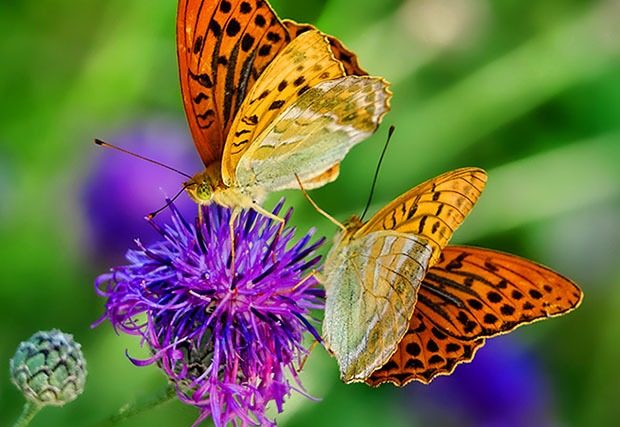 Bright yellow butterflies on a purple flower against a green background