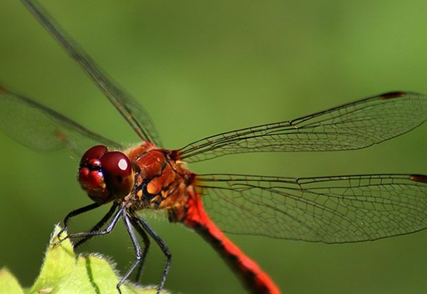Closeup shot of a dragonfly