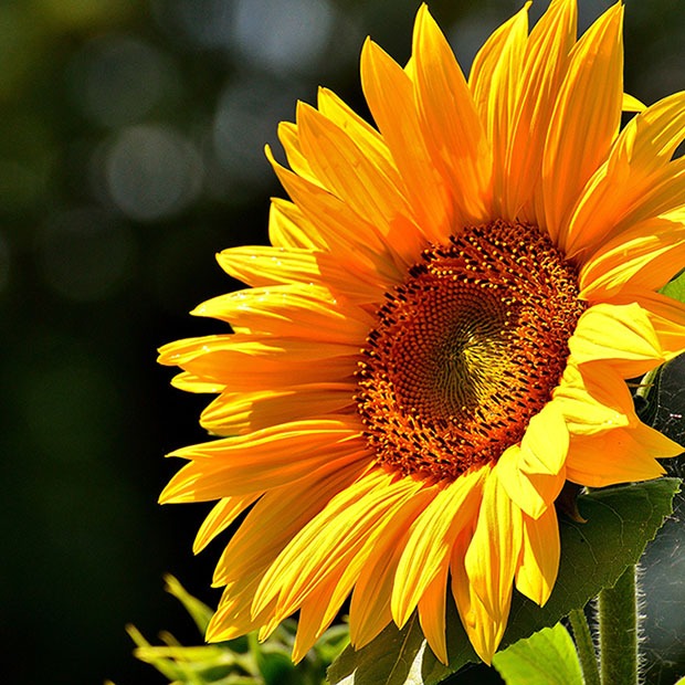 A closeup shot of a sunflower in bloom