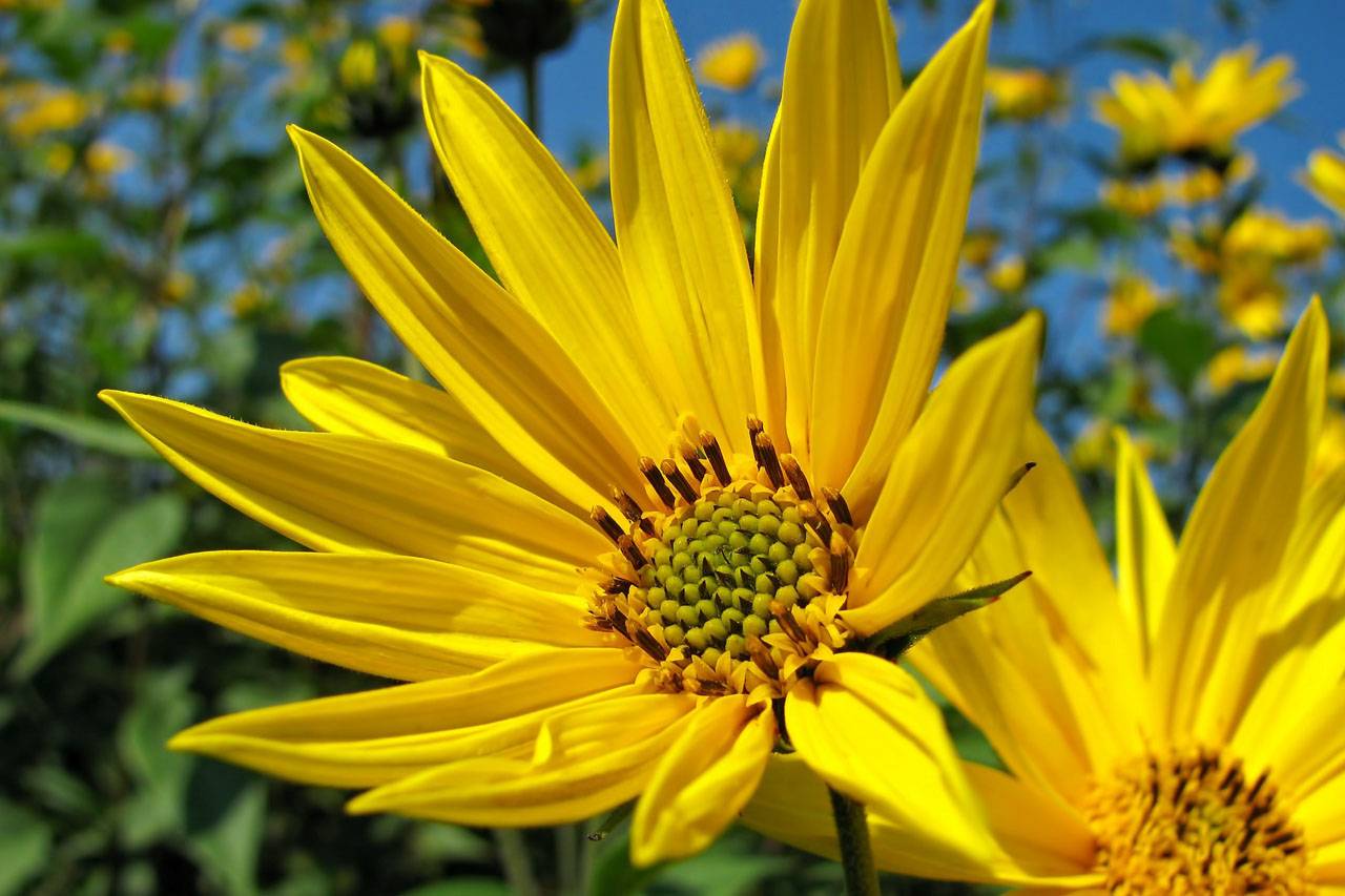 Big Yellow Sunflowers 1280×853.jpg