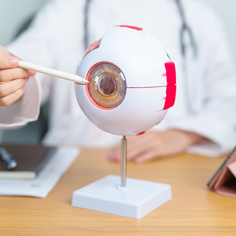 Doctor with human Eye anatomy model with magnifying glass.
