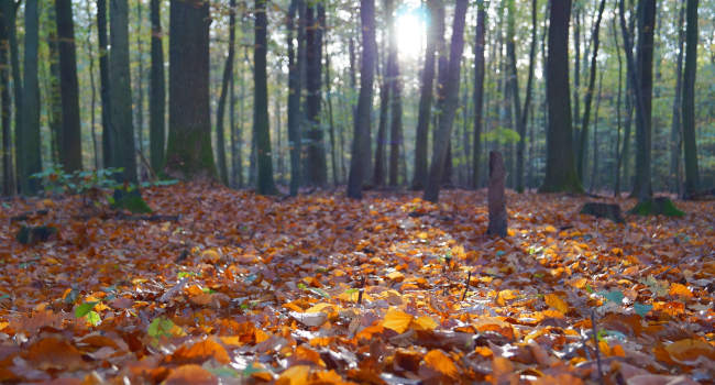 Autumn leaves in Concord, North Carolina